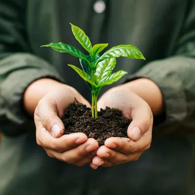 Kaffeepflanze in Händen